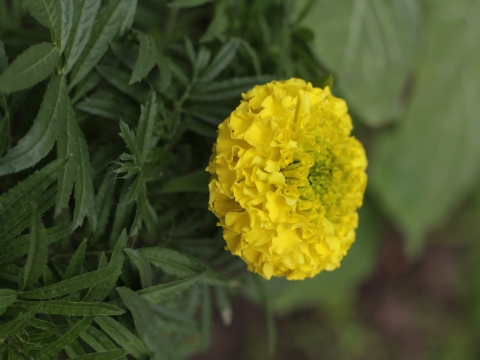 40.	Cravo túnico (Tagetes sp.)
Data da fotografia: 11/06/2018
Utilidade/ função na horta: Fornece alimento a insetos úteis de junho a dezembro, período que dura a sua floração prolongada. Atrai 28 espécies de borboletas.